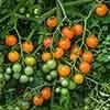 Cherry Tomato Sungold SuperSweet