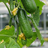 Cucumber Picolino
