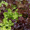 Lettuce Buddies Mix