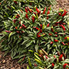 Pepper Hot Quickfire