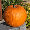 Pumpkin Atlantic Giant