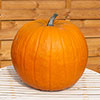 Pumpkin Atlantic Giant