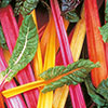 Swiss Chard Bright Lights