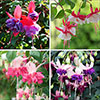 American Fuchsia Collection