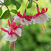American Fuchsia Collection