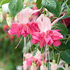 American Fuchsia Collection