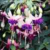 American Fuchsia Collection