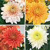 Chrysanthemum Garden Spray Collection