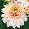 Chrysanthemum Garden Spray Collection