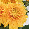 Chrysanthemum Garden Spray Collection