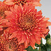 Chrysanthemum Garden Spray Collection