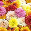 Chrysanthemum Garden Bloom Collection