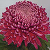 Chrysanthemum Garden Bloom Collection