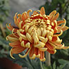 Chrysanthemum Garden Bloom Collection