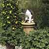Coleus canina Scaredy Cat Plant