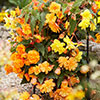 Begonia Apricot Fiery Shades - New Improved Begonia Apricot Fiery Shades - New Improved