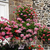 Trailing Balcony Geranium Decora Collection