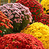 Chrysanthemum Garden Mums Collection