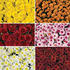 Chrysanthemum Garden Mums Collection