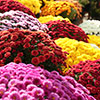 Chrysanthemum Garden Mums Collection
