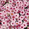 Chrysanthemum Garden Mums Collection