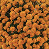 Chrysanthemum Garden Mums Collection