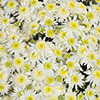 Chrysanthemum Garden Mums Collection