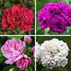 Geranium Rosebud Collection