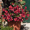 Begonia Big Mix