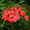 Geranium Decora Balcony Red