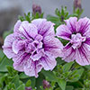 Tumbelina Petunia  Most Fragrant Ever Collection