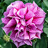 Tumbelina Petunia  Most Fragrant Ever Collection