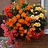 Begonia Super Cascade mix