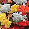 Begonia Super Cascade mix