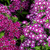 Phlox Popstars Mix