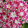 Phlox Popstars Mix