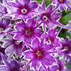 Phlox Popstars Mix