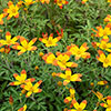 Bidens Hawaiian Flare Bidens Hawaiian Flare