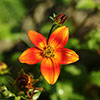 Bidens Hawaiian Flare Bidens Hawaiian Flare
