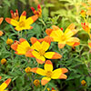 Bidens Hawaiian Flare Bidens Hawaiian Flare