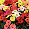 Gerbera Mega Revolution Mix