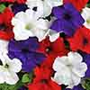 Petunia Patriotic Mix Petunia Patriotic Mix
