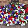 Petunia Patriotic Mix Petunia Patriotic Mix