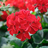 Geranium Summer Lovers Dark Red