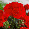 Geranium Summer Lovers Dark Red