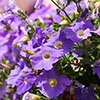 Surfinia Petunia Collection