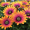 Osteospermum Purple Sun