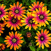 Osteospermum Purple Sun
