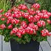 Geranium Summer Twist Red White