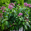 Fuchsia arborescens